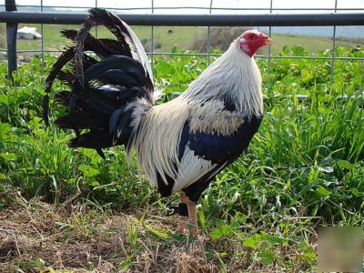 Law grey gamefowl, yellow-legged, 12+ hatching eggs 