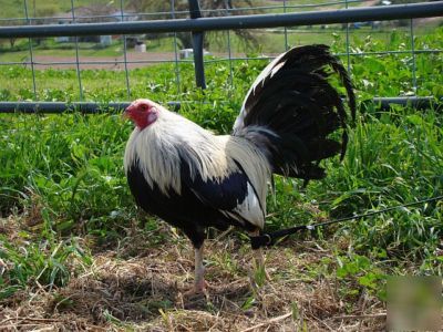 Law grey gamefowl, yellow-legged, 12+ hatching eggs 