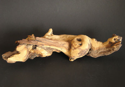 Driftwood jati wood unique and unusual shape