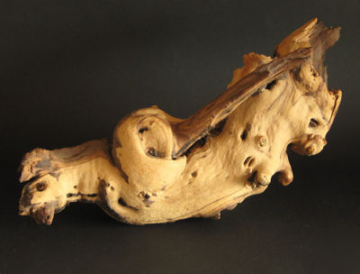 Driftwood jati wood unique and unusual shape