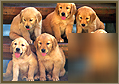 Established dog & puppy e-commerce web businesses 