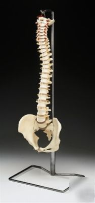 New flexible chiropractic spine vertebrae model w/stand