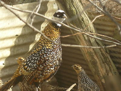 Six reeves pheasant hatching eggs ready now