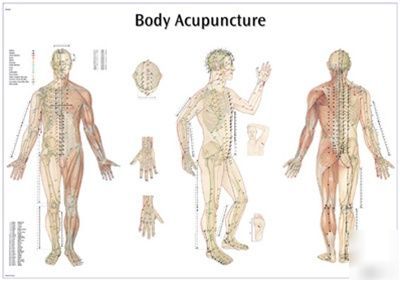 3B scientific body acupuncture poster/chart (paper)