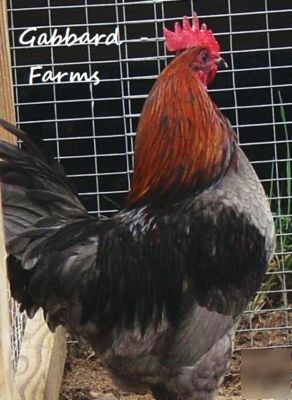 Blue copper marans chicken hatching eggs ~rare~ 10+