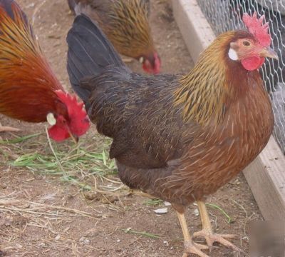 Sc light brown leghorn hatching chicken eggs 20+ 