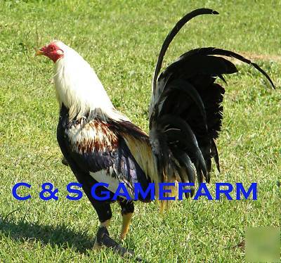 12 law grey gamefowl hatching eggs 