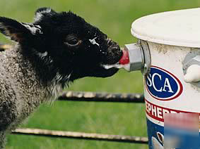  shepherdess orphan lamb feeder