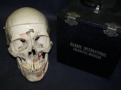 Real human skull for medical/dental study,bone,skeleton