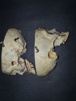 Real human skull for medical/dental study,bone,skeleton