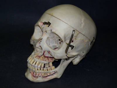 Real human skull for medical/dental study,bone,skeleton