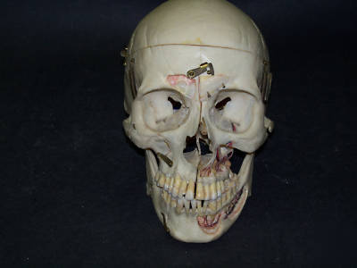 Real human skull for medical/dental study,bone,skeleton