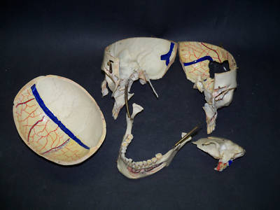 Real human skull for medical/dental study,bone,skeleton