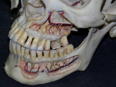 Real human skull for medical/dental study,bone,skeleton