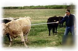 Medi-dart pole syringe medicate cattle sheep goats nwt