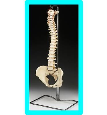 New life size chiropractic vertebral spine spinal model