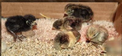 16 + fertile mixed button quail hatching eggs 