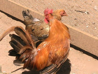 Chicken hatching eggs 10+ pure pumpkin husley & npip