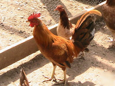 Chicken hatching eggs 10+ pure pumpkin husley & npip
