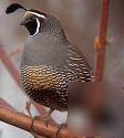 15 fertile california valley quail eggs