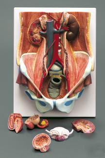 Urinary system model (male and female) lfa #2702*