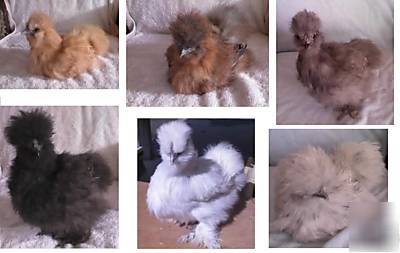 7 assorted silkie eggs w/free usa ship-available now 
