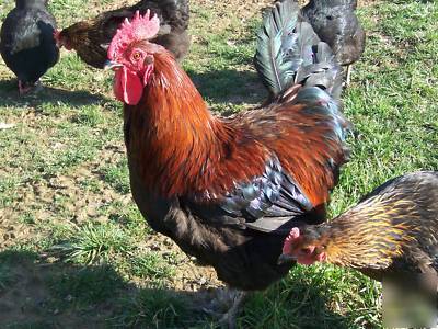 12+ pure black copper marans hatching eggs 