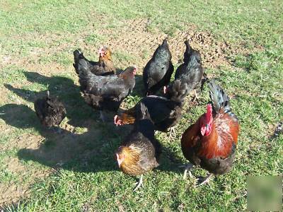 12+ pure black copper marans hatching eggs 