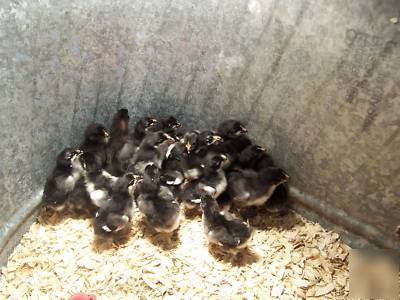 12+ pure black copper marans hatching eggs 