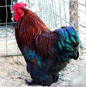6+ partridge cochin bantam hatching eggs pc-2