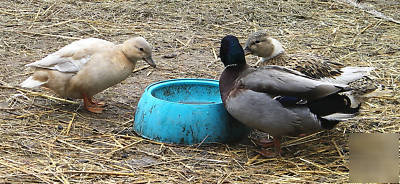 10+ call duck hatching eggs