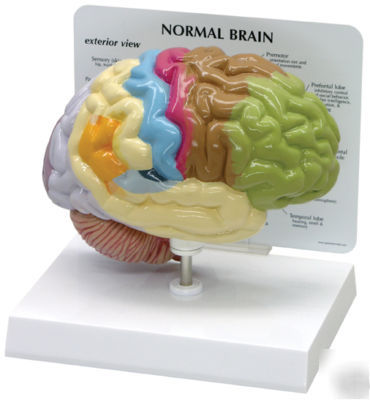 New brand sensory/motor 1/2 brain model