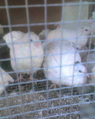 100 + 20 texas a & m quail hatching eggs large stock 