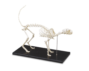 Cat skeleton model